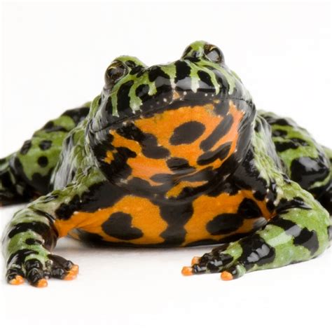  Fire-Bellied Toad: A Tiny Terror With Stripes That Glow in the Dark!