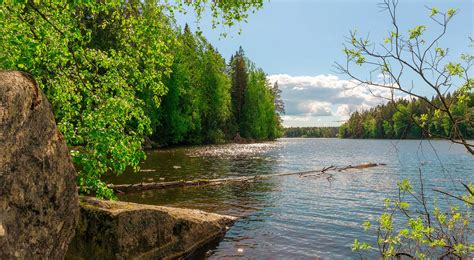  Nereis virens: Vaeltava etsijä, joka luo uusia kotipesiä merenpohjaan!