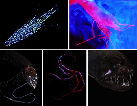  Dentifish! An Extraordinary Example of Bioluminescence and Nocturnal Predation