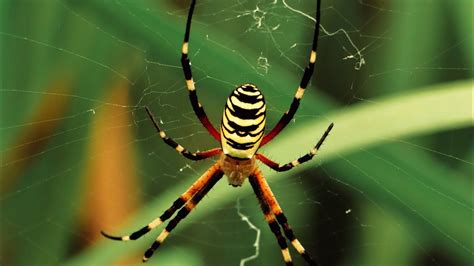  Jynx Spider! A Masterful Weaver of Intricate Webs