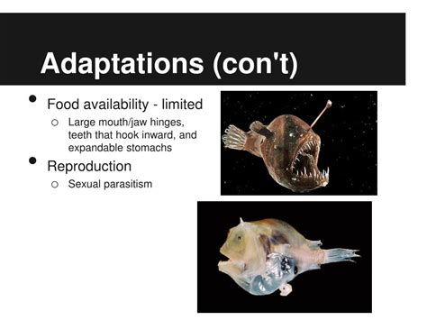   Valvatalous: A Living Example of Marine Adaptations for Deep-Sea Environments!