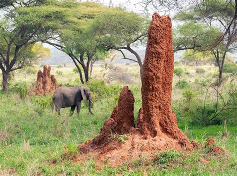  Zeebra-Snakke: A Cold-Blooded Connoisseur of Termite Mounds and Secretive Burrows!