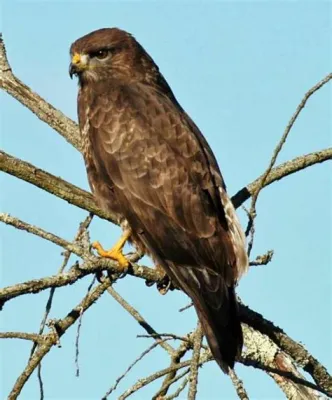  Buteo, Taivaan Yksi Kuuluisimmista Lintuja, Jotka Leijua Laajalla Maantieteellisellä Alueella Ja Rakentavat Mahtavia Pesiä!