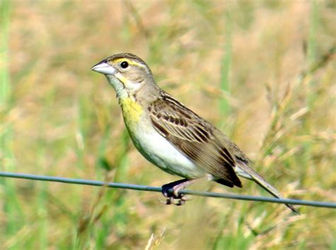  Dickcissel: Miksi Tämä Pieni Lentävä Sellaisella Kuultavalla Plumasarjalla On Yksi Luonnon Omistamista Kauniimmista Äänistä?