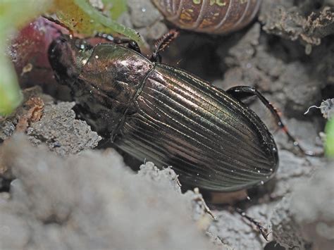 Eurynota - Mihin kuuluisan tuhatjalkaisen piilopaikkaa voi etsiä?