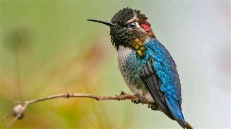   Hummingbird! This Tiny Avian Marvel Will Amaze You With Its Aerial Acrobatics and Nectar-Sipping Prowess