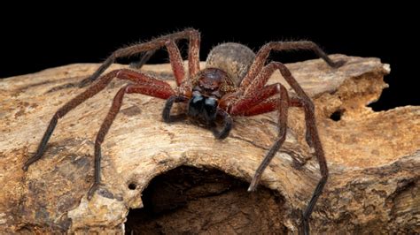  Huntsman Spider: A Fearsome Eight-Legged Creature Known For Its Extraordinary Speed And Agile Hunting Tactics!