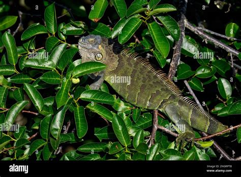  Iguana! A Master of Disguise with a Tongue Like Lightning