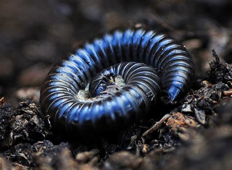  Nibbled Nightshade: Discover How This Miniature Millipede Navigates Its Underground Kingdom!