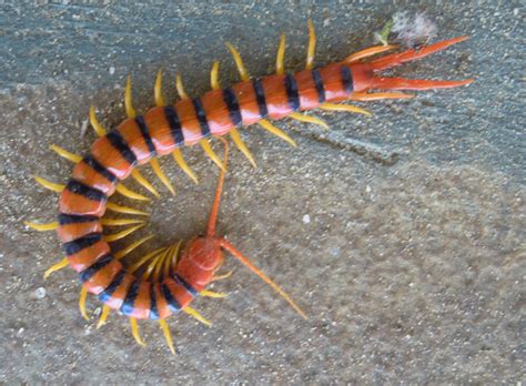  Scolopendra: Onko tämä maan nopein ja kaunein myriapodi?