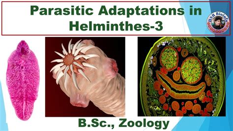  Tetracotyle! An Intriguing Example of Parasitic Flukes Demonstrating Remarkable Adaptations for Survival