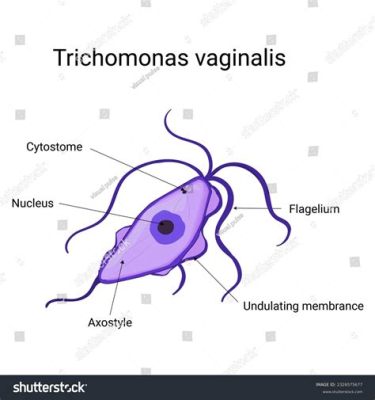  Trichomonas!  A Single-Celled Wanderer with an Appetite for Trouble