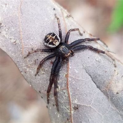  Xysticus! Löydä Tietä Web-Arkitehti Xystikuksen Monimutkaiseen Maailmaan!